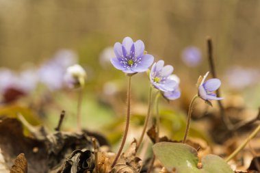 Mantarı nobilis bitkiler