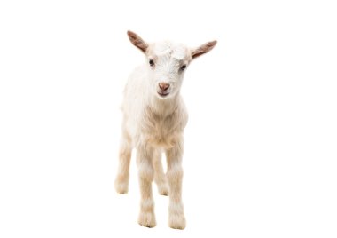 küçük goatling hayvan