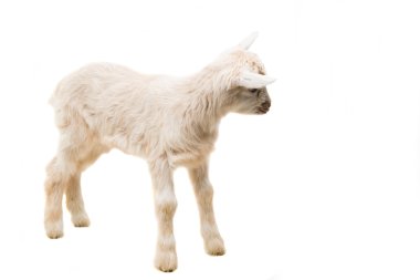 küçük goatling hayvan