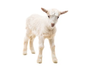 küçük goatling hayvan
