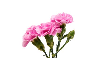 Pembe karanfil çiçeği.