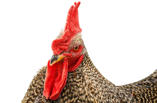 Cock rooster isolated — Stock Photo, Image