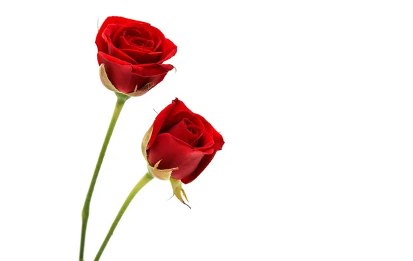 Μικρό κόκκινο τριαντάφυλλο — Φωτογραφία Αρχείου