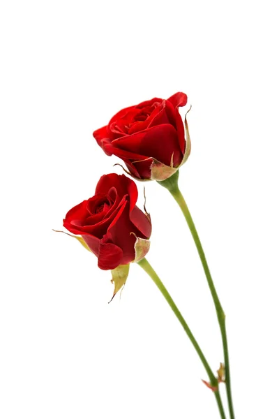Невелика червона троянда — стокове фото