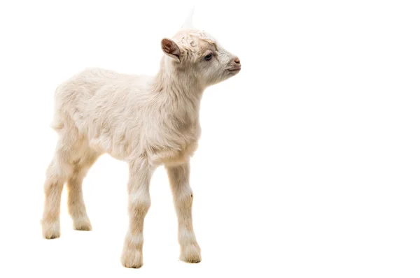 Liten goatling djur — Stockfoto
