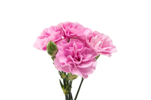 Clavel rosa flor — Foto de Stock