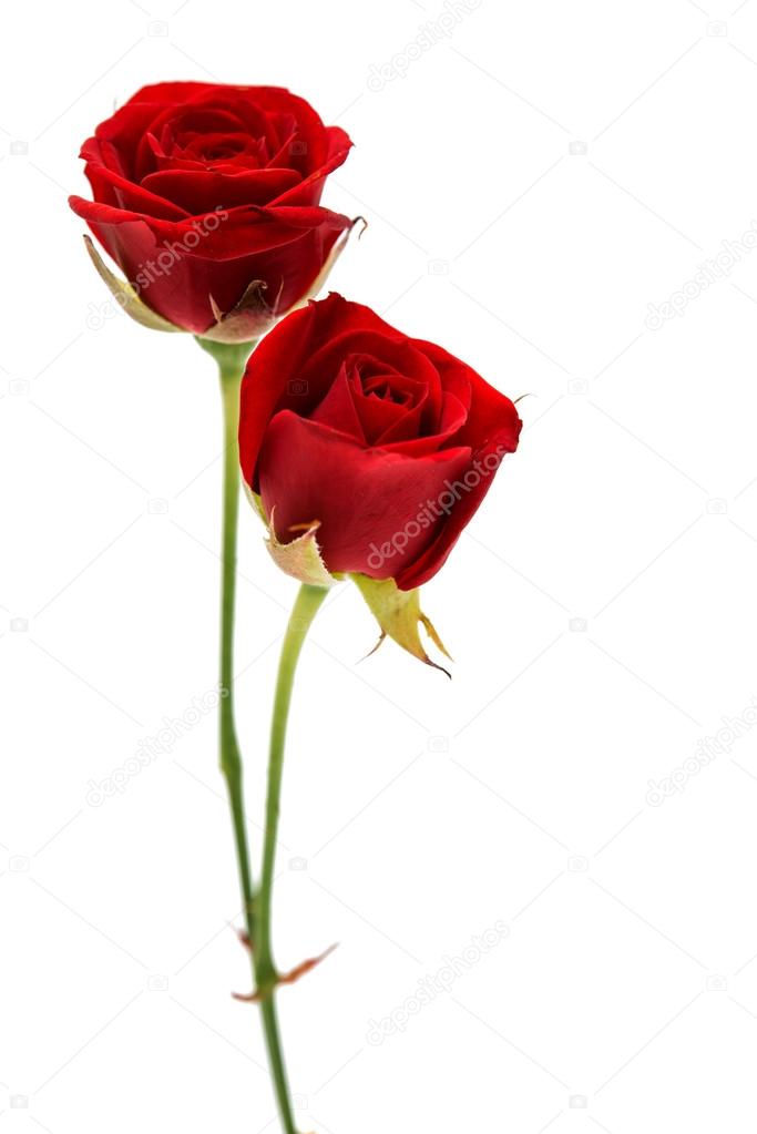 Small red rose Stock Photo by ©ksena32 126012172