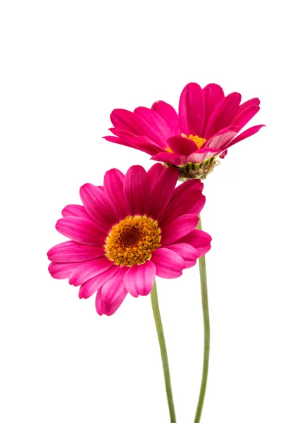 Kwiat różowy stokrotka — Zdjęcie stockowe