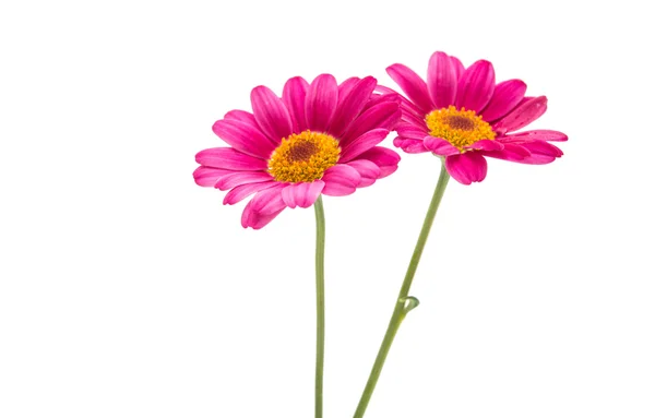 Pink daisy flower — Stock Photo, Image