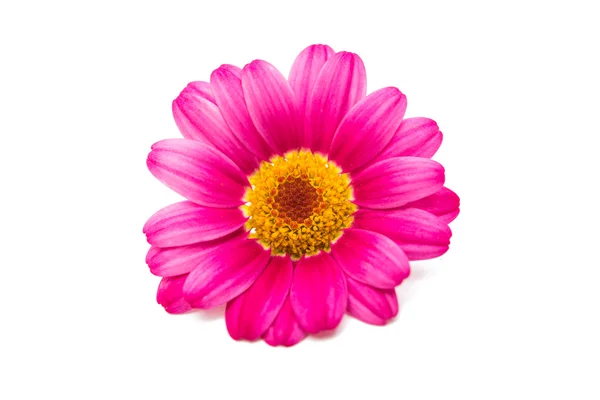 Rosa Gänseblümchenblümchen — Stockfoto