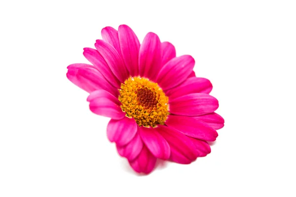 Roz Daisy floare — Fotografie, imagine de stoc