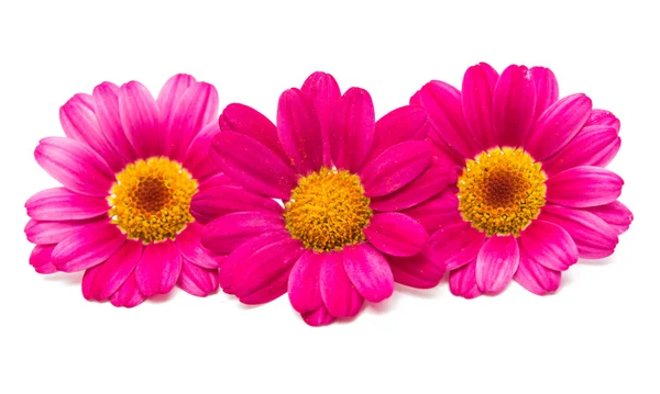 Pink Margaréta virág — Stock Fotó