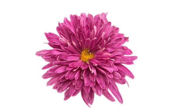 Pink daisy blomman — Stockfoto