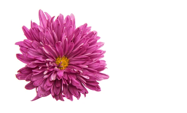 Chrysanthemenlila Blüte — Stockfoto