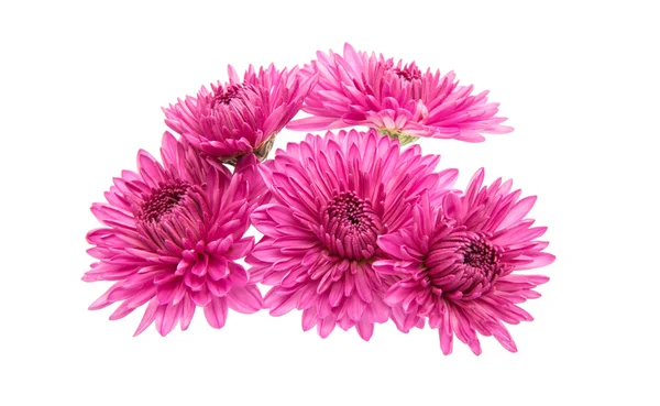 Kwiat liliowy chryzantemy — Zdjęcie stockowe