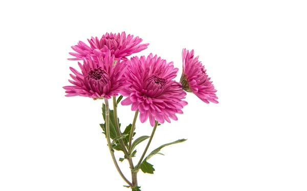 Chrysant Lila bloem — Stockfoto