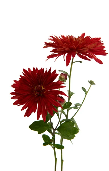 Krysantemum Lila blomma — Stockfoto