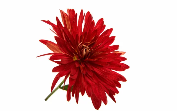 Krysantemum Lila blomma — Stockfoto
