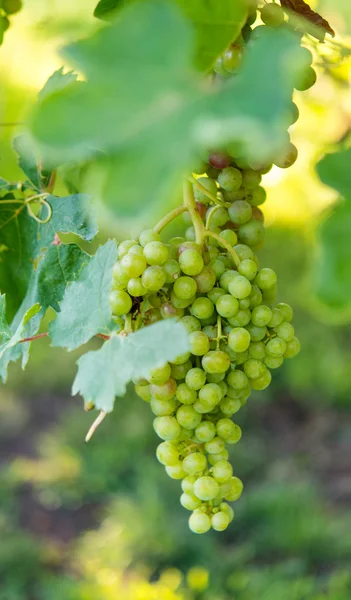 Grüne Trauben im Weinberg — Stockfoto