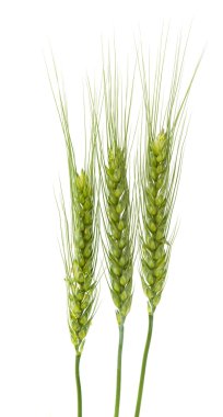 buğday yeşil kulaklar 