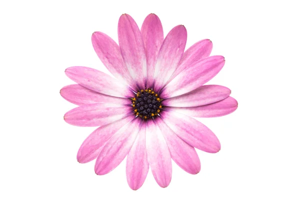 Violet daisy flower — Stock Photo, Image