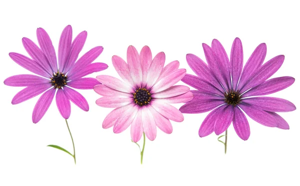 Violet daisy flowers — Stock Photo, Image