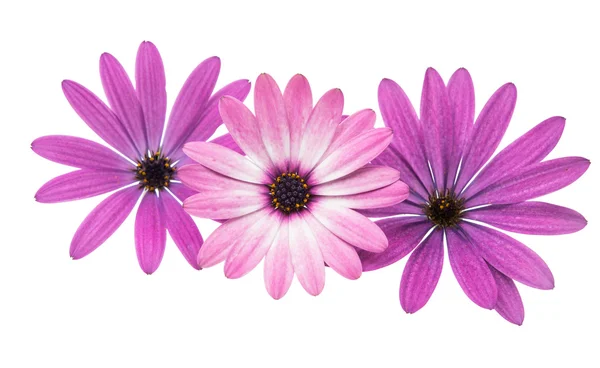 Mor papatya çiçekler — Stok fotoğraf