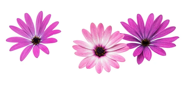紫雏菊花 — 图库照片