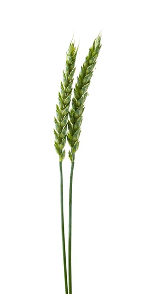 Green ears of wheat — Stock Photo, Image