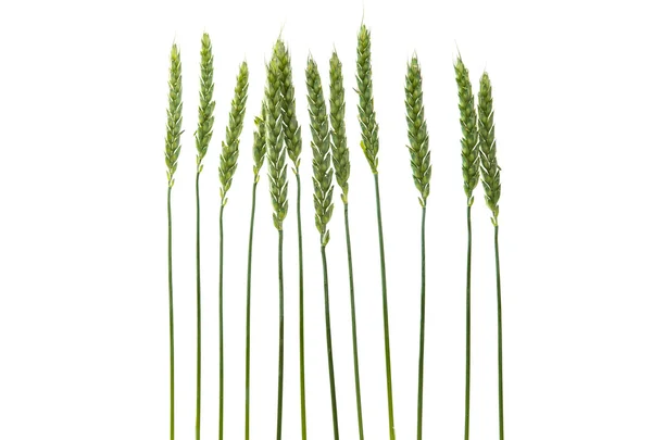 Zielony kłosy pszenicy — Zdjęcie stockowe