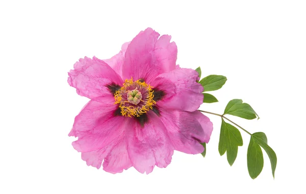 Rosa Pfingstrose auf weiß — Stockfoto