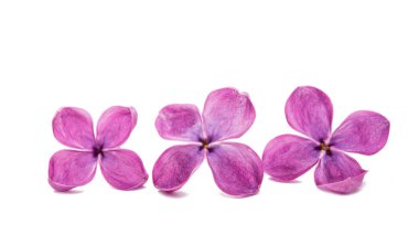 Eflatun çiçekler çok güzel