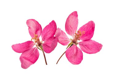 pembe elma çiçekleri