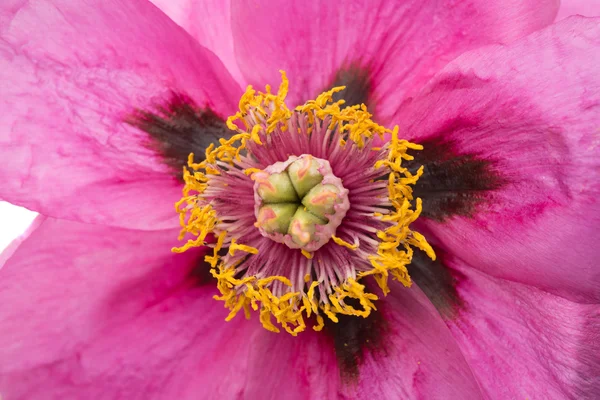 Broto de flor de peônia rosa — Fotografia de Stock