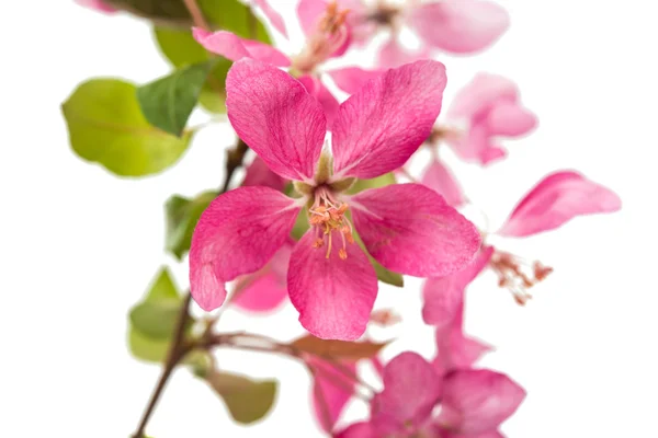 Pink apple flowers — Stock Photo, Image