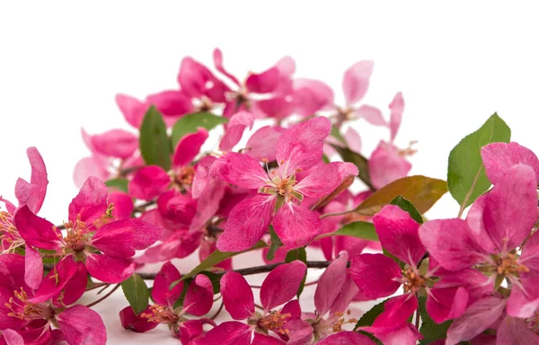 Розовые цветы яблока — стоковое фото