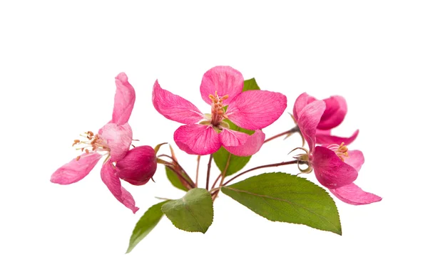 Rosa Apfelblüten — Stockfoto