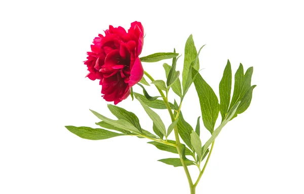 Flor de peônia vermelha em branco — Fotografia de Stock