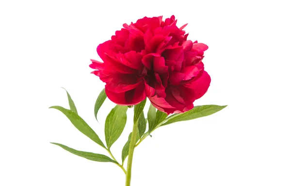 Röd pion blomma på vit — Stockfoto