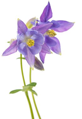  Göl kenarında columbines bahar 