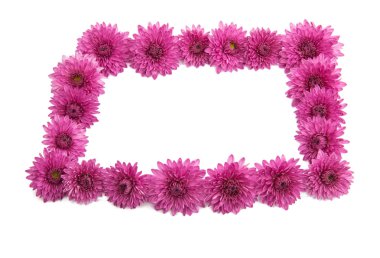 Krizantem leylak Variety