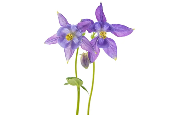 Columbines printemps Isolé — Photo