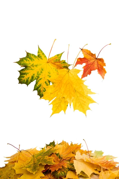 Autumn leaves september — Stock Photo, Image