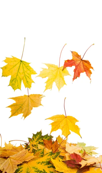 Осенние листья сентября — стоковое фото