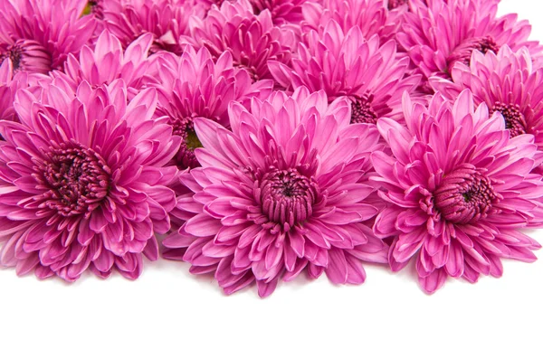 Chrysanthemum lilac florescence — Stock Photo, Image