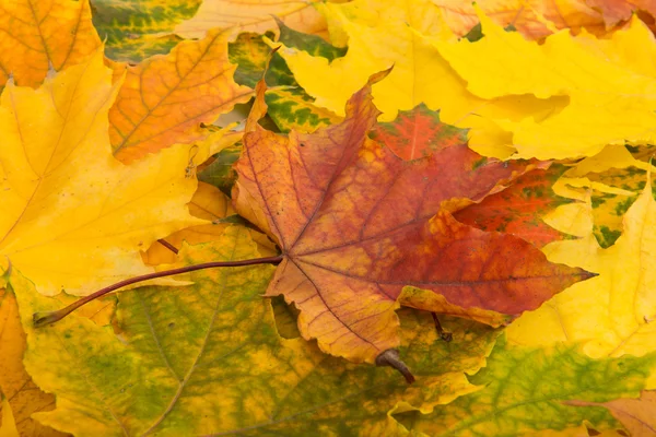 Folhas de outono dourado — Fotografia de Stock