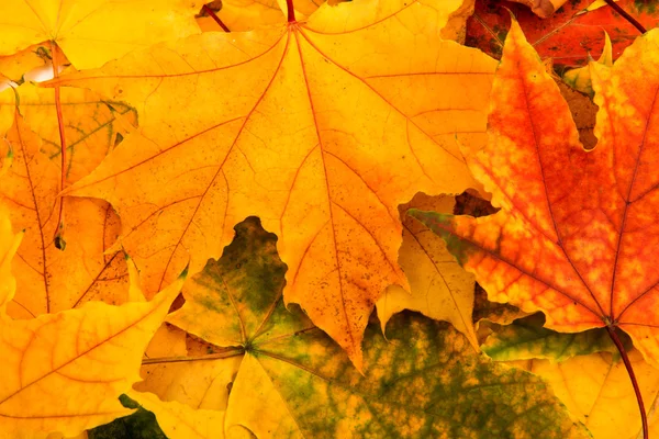 Autumn leaves golden — Stock Photo, Image