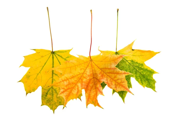 Gouden herfstbladeren — Stockfoto