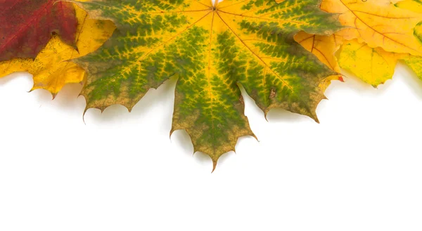 Autumn leaves golden — Stock Photo, Image