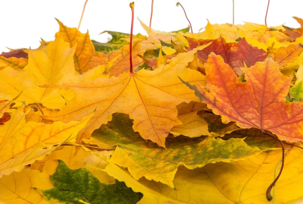 Autumn leaves golden — Stock Photo, Image